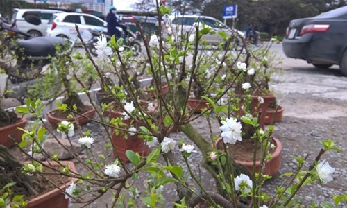 Mai[-]trắng,[-]nhiều[-]cánh[-]bung[-]nở[-]trong[-]tiết[-]trời[-]lạnh[-]khiến[-]nhiều[-]người[-]say[-]mê